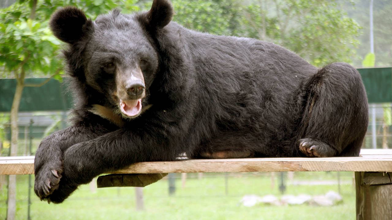 Vietnam : au secours des ours noirs d’Asie